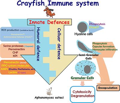 A Comprehensive Review on Crustaceans’ Immune System With a Focus on Freshwater Crayfish in Relation to Crayfish Plague Disease